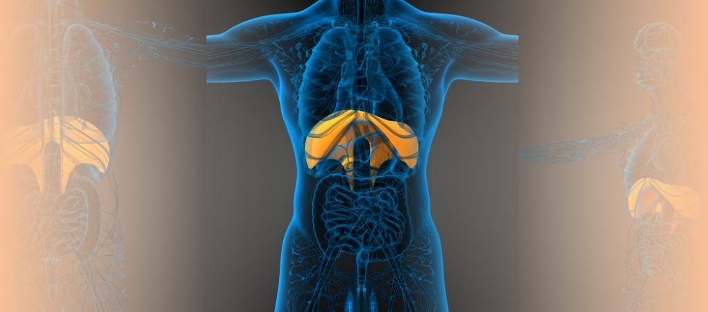 Diaframma Osteopedia il portale mondiale dell'osteopatia